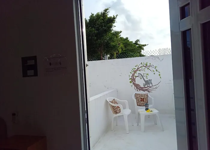 Estudio Coati Azul En La Isla De En El Caribe *